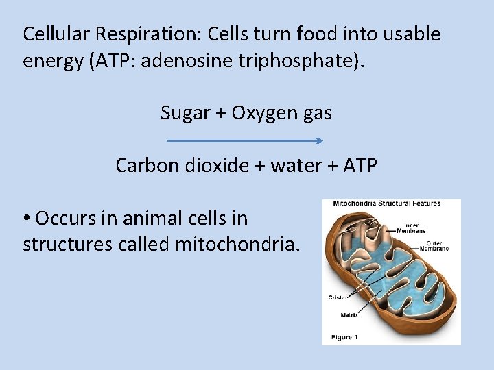 Cellular Respiration: Cells turn food into usable energy (ATP: adenosine triphosphate). Sugar + Oxygen