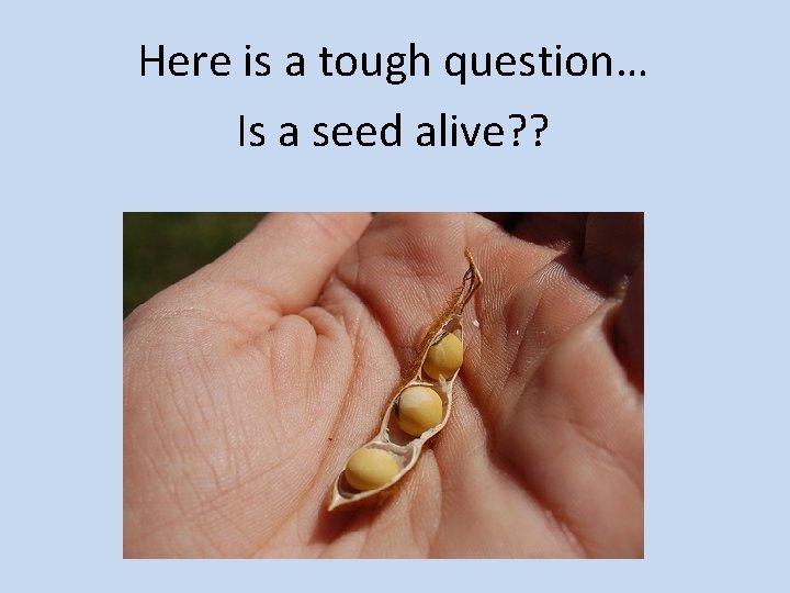 Here is a tough question… Is a seed alive? ? 