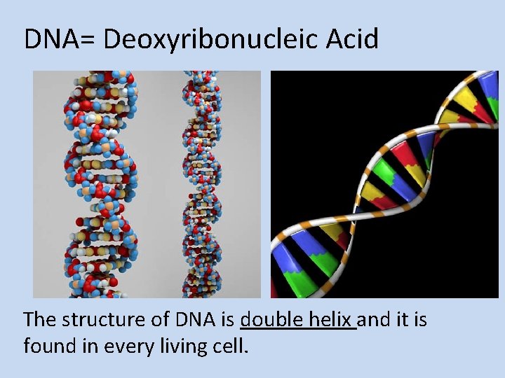 DNA= Deoxyribonucleic Acid The structure of DNA is double helix and it is found