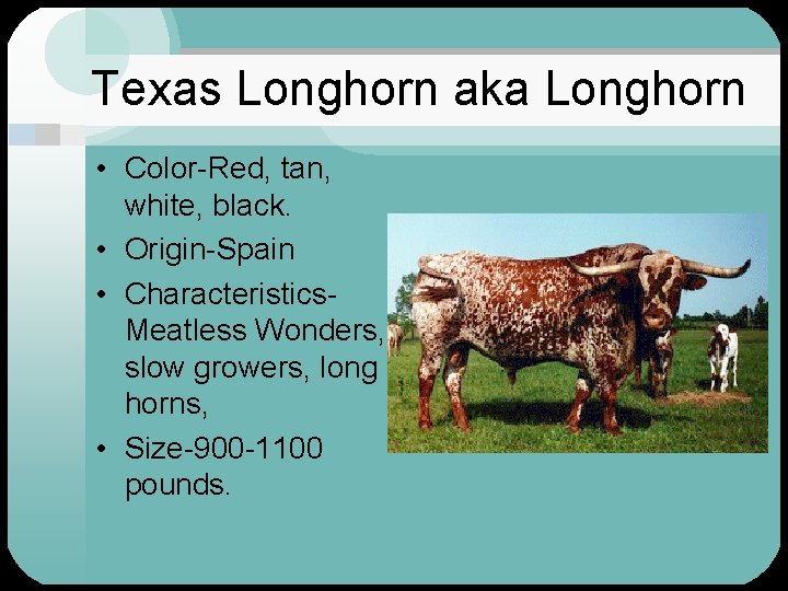 Texas Longhorn aka Longhorn • Color-Red, tan, white, black. • Origin-Spain • Characteristics. Meatless