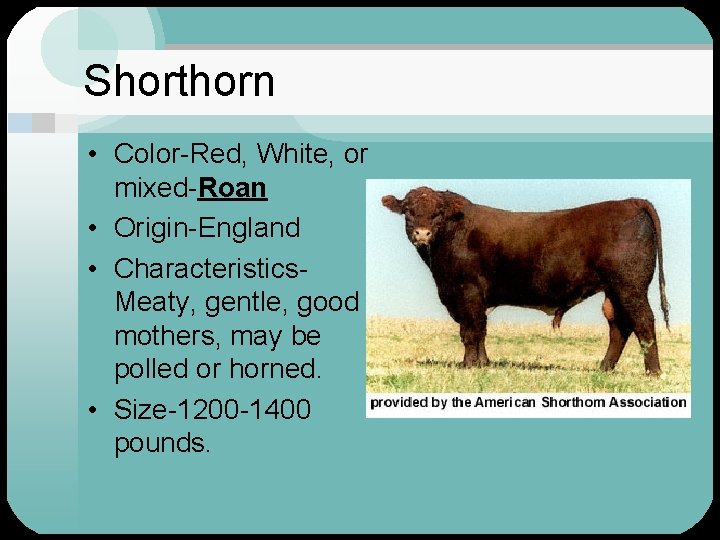 Shorthorn • Color-Red, White, or mixed-Roan • Origin-England • Characteristics. Meaty, gentle, good mothers,