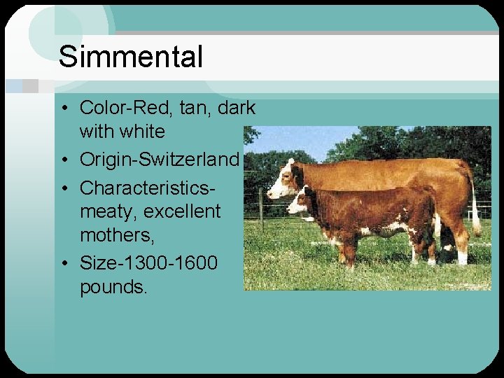 Simmental • Color-Red, tan, dark with white • Origin-Switzerland • Characteristicsmeaty, excellent mothers, •