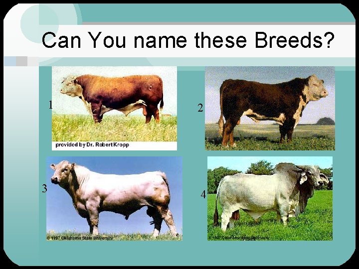 Can You name these Breeds? 1 3 2 4 