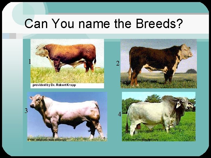 Can You name the Breeds? 1 3 2 4 