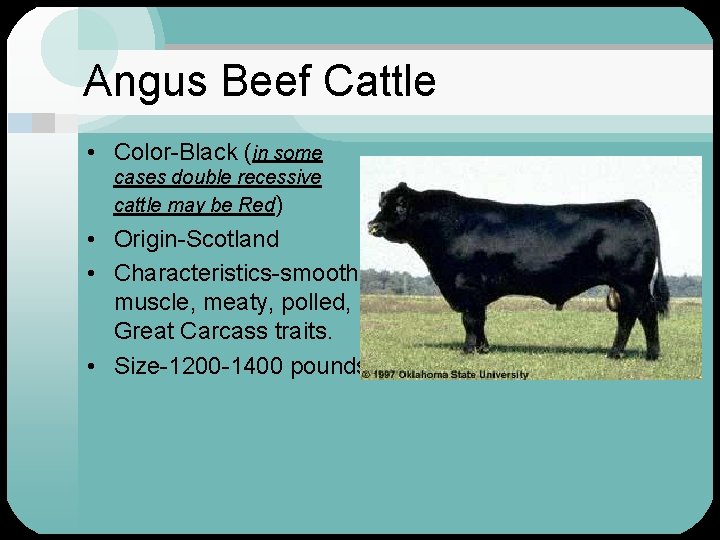 Angus Beef Cattle • Color-Black (in some cases double recessive cattle may be Red)