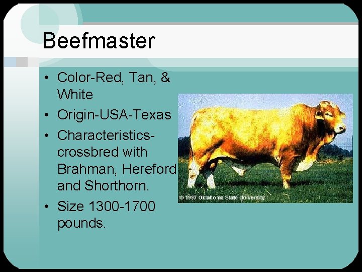 Beefmaster • Color-Red, Tan, & White • Origin-USA-Texas • Characteristicscrossbred with Brahman, Hereford and