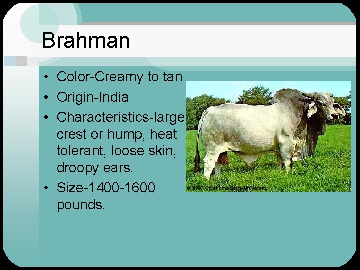 Brahman • Color-Creamy to tan • Origin-India • Characteristics-large crest or hump, heat tolerant,