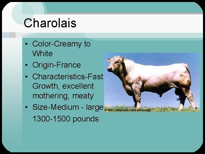 Charolais • Color-Creamy to White • Origin-France • Characteristics-Fast Growth, excellent mothering, meaty •