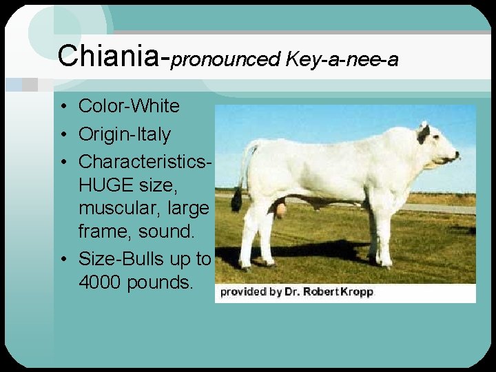 Chiania-pronounced Key-a-nee-a • Color-White • Origin-Italy • Characteristics. HUGE size, muscular, large frame, sound.