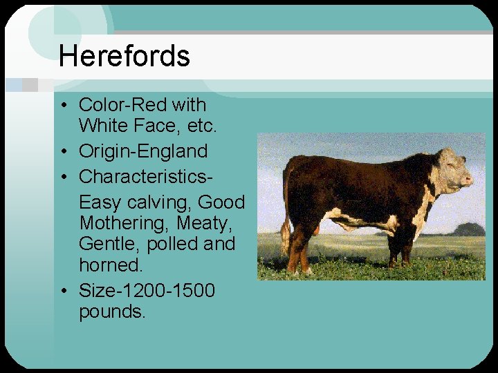 Herefords • Color-Red with White Face, etc. • Origin-England • Characteristics. Easy calving, Good