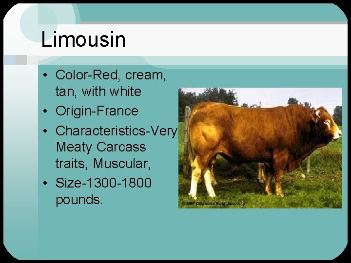 Limousin • Color-Red, cream, tan, with white • Origin-France • Characteristics-Very Meaty Carcass traits,
