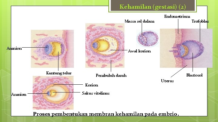 Kehamilan (gestasi) (2) Massa sel dalam Amnion Trofoblas Awal korion Kantung telur Blastosol Pembuluh