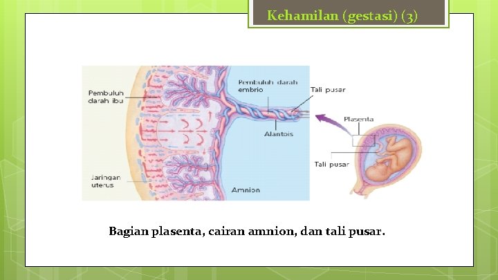 Kehamilan (gestasi) (3) Bagian plasenta, cairan amnion, dan tali pusar. 