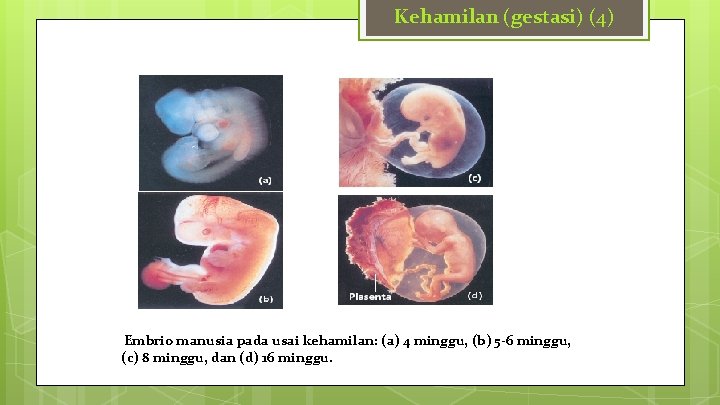 Kehamilan (gestasi) (4) Embrio manusia pada usai kehamilan: (a) 4 minggu, (b) 5 -6