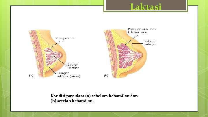 Laktasi Kondisi payudara (a) sebelum kehamilan dan (b) setelah kehamilan. 
