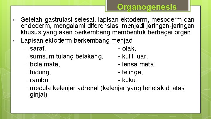 Organogenesis • • Setelah gastrulasi selesai, lapisan ektoderm, mesoderm dan endoderm, mengalami diferensiasi menjadi
