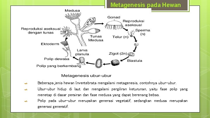 Metagenesis pada Hewan Beberapa jenis hewan Invertebrata mengalami metagenesis, contohnya ubur-ubur. Ubur-ubur hidup di