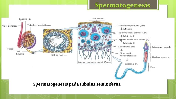 Spermatogenesis pada tubulus seminiferus. 