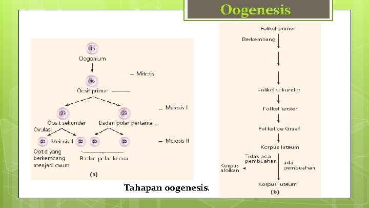 Oogenesis Tahapan oogenesis. 