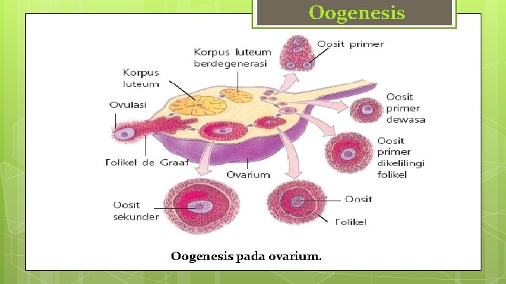 Oogenesis pada ovarium. 