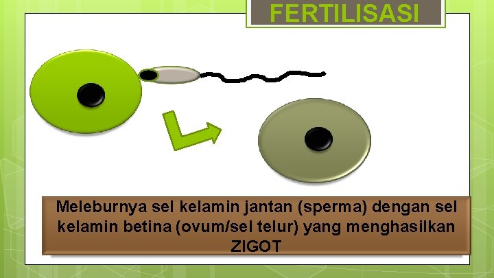 FERTILISASI Meleburnya sel kelamin jantan (sperma) dengan sel kelamin betina (ovum/sel telur) yang menghasilkan