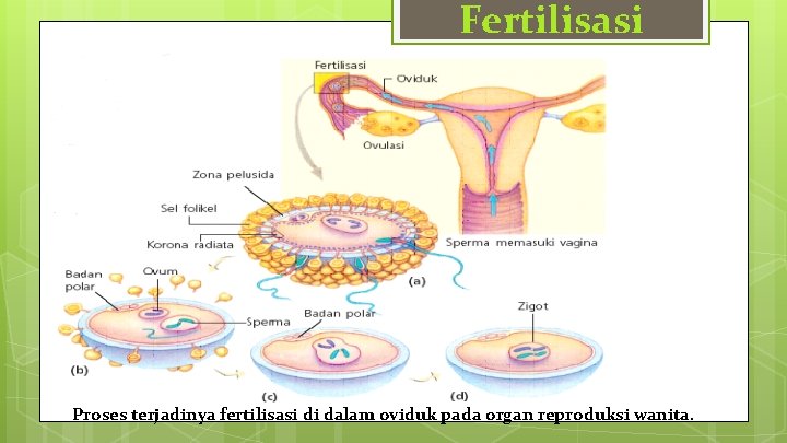 Fertilisasi Proses terjadinya fertilisasi di dalam oviduk pada organ reproduksi wanita. 