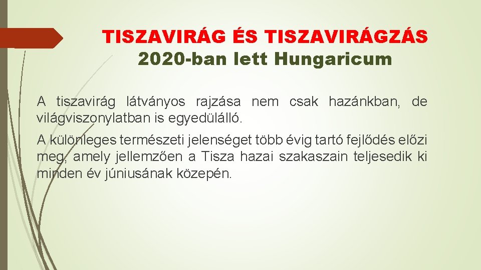 TISZAVIRÁG ÉS TISZAVIRÁGZÁS 2020 -ban lett Hungaricum A tiszavirág látványos rajzása nem csak hazánkban,