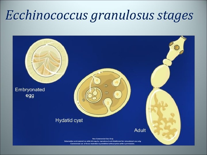 Ecchinococcus granulosus stages 