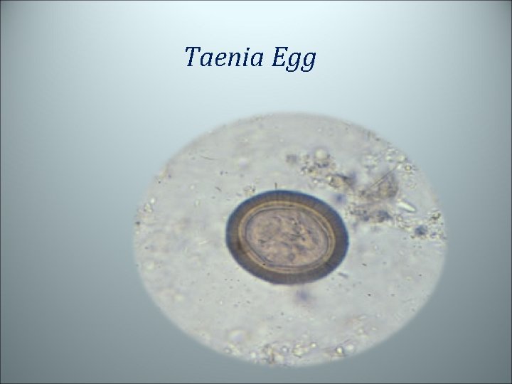 Taenia Egg 