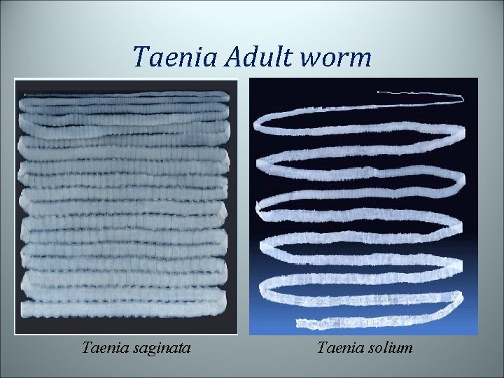 Taenia Adult worm Taenia saginata Taenia solium 