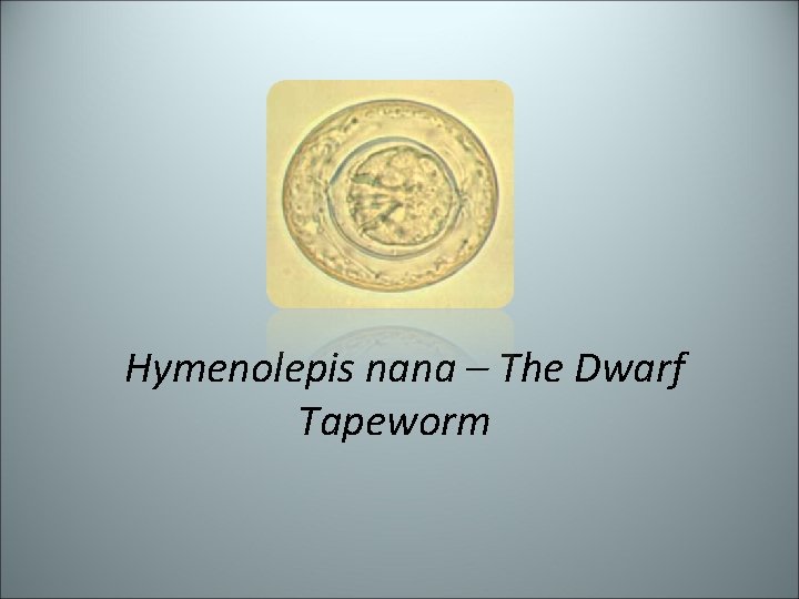 Hymenolepis nana – The Dwarf Tapeworm 