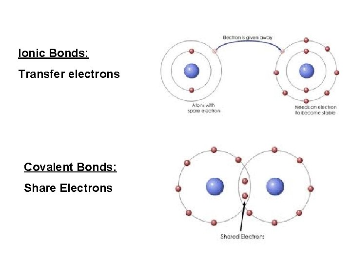 Ionic Bonds: Transfer electrons Covalent Bonds: Share Electrons 