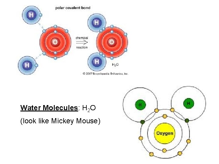 Water Molecules: H 2 O (look like Mickey Mouse) 