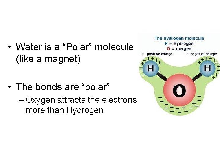  • Water is a “Polar” molecule (like a magnet) • The bonds are