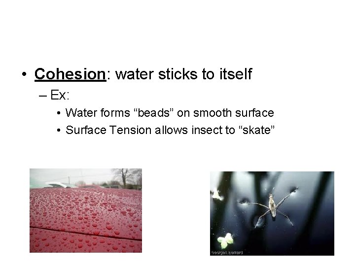  • Cohesion: water sticks to itself – Ex: • Water forms “beads” on