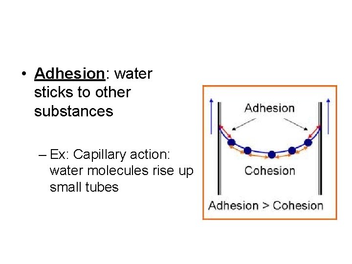  • Adhesion: water sticks to other substances – Ex: Capillary action: water molecules