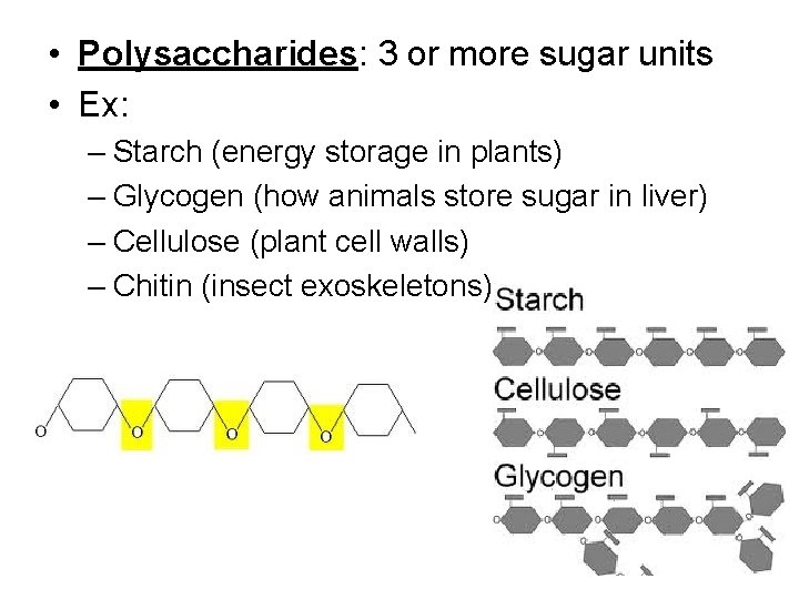 • Polysaccharides: 3 or more sugar units • Ex: – Starch (energy storage
