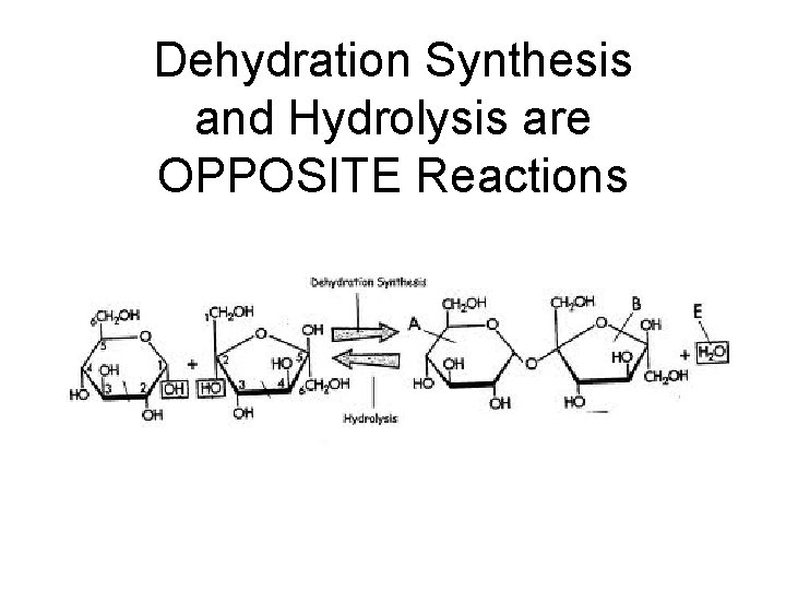 Dehydration Synthesis and Hydrolysis are OPPOSITE Reactions 