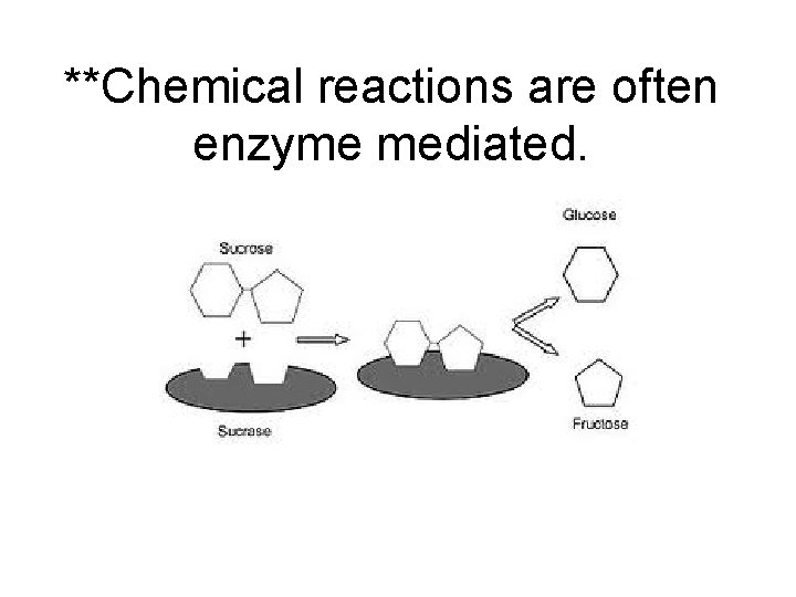 **Chemical reactions are often enzyme mediated. 