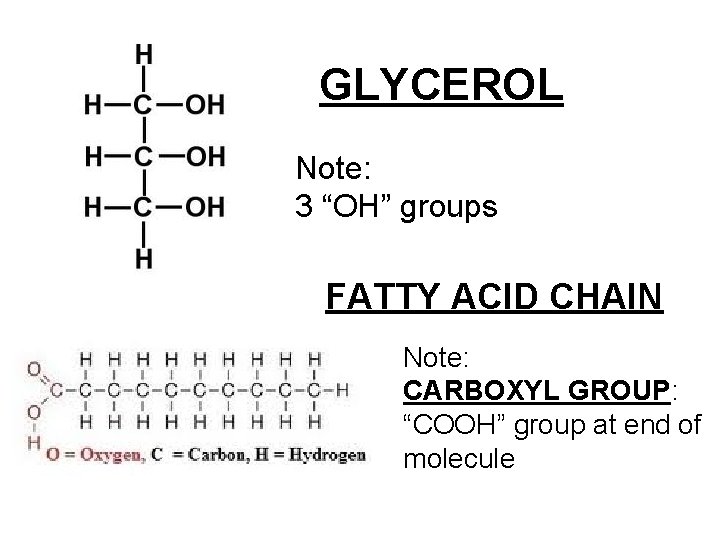 GLYCEROL Note: 3 “OH” groups FATTY ACID CHAIN Note: CARBOXYL GROUP: “COOH” group at