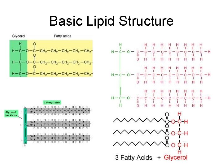 Basic Lipid Structure 