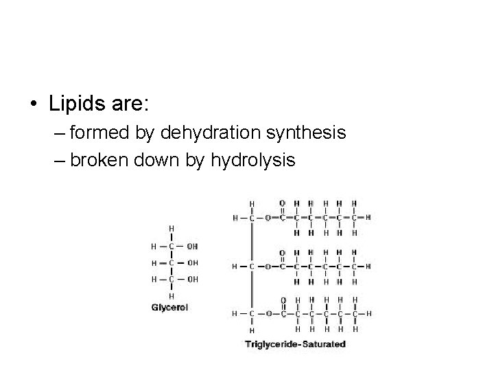  • Lipids are: – formed by dehydration synthesis – broken down by hydrolysis