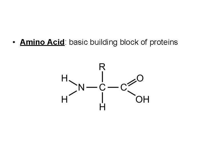  • Amino Acid: basic building block of proteins 