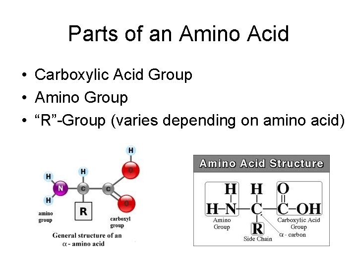 Parts of an Amino Acid • Carboxylic Acid Group • Amino Group • “R”-Group