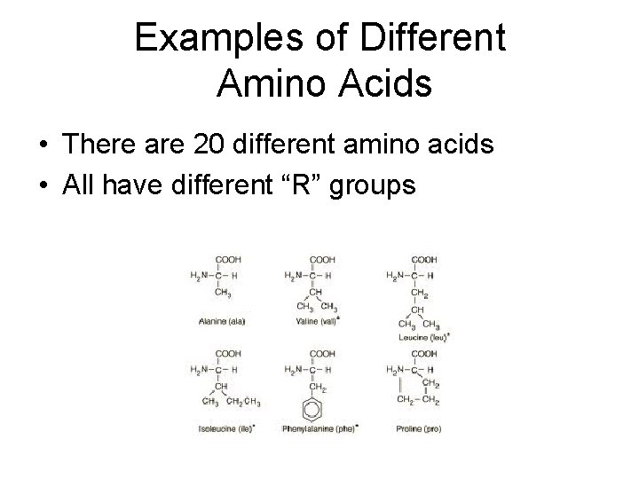 Examples of Different Amino Acids • There are 20 different amino acids • All