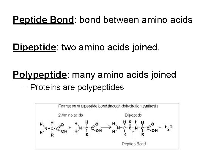 Peptide Bond: bond between amino acids Dipeptide: two amino acids joined. Polypeptide: many amino
