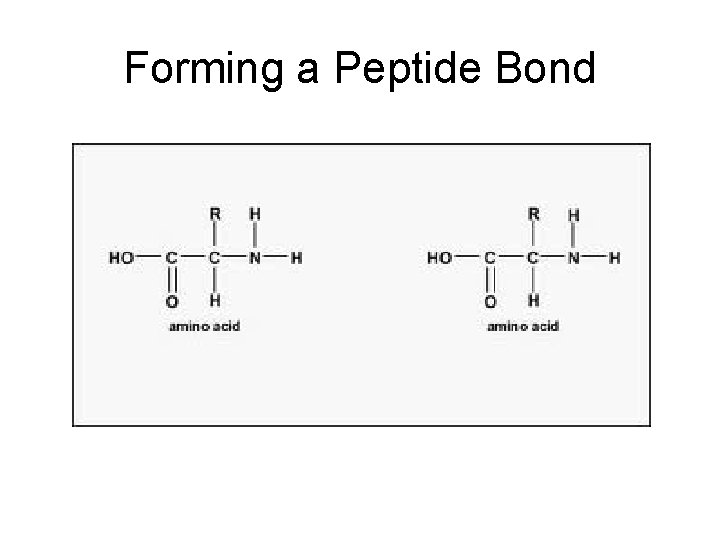 Forming a Peptide Bond 