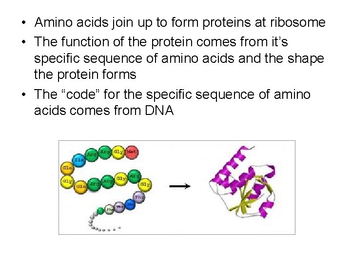  • Amino acids join up to form proteins at ribosome • The function