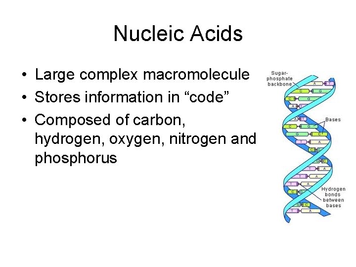 Nucleic Acids • Large complex macromolecule • Stores information in “code” • Composed of