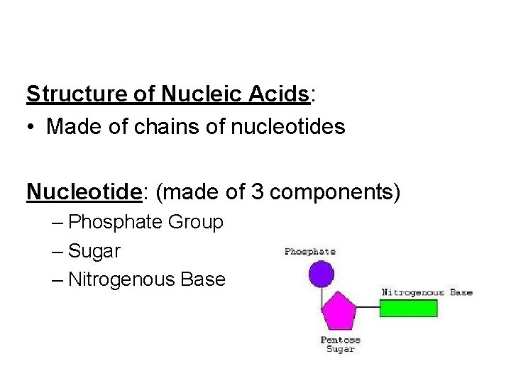 Structure of Nucleic Acids: • Made of chains of nucleotides Nucleotide: (made of 3